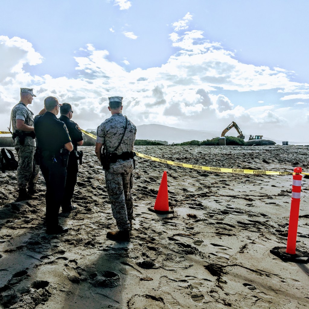 Dead juvenile gray whale at Lowers, Trestles in San Onofre State Beach during 2016 El Niño