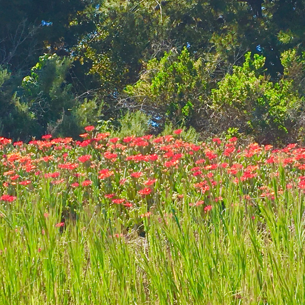 Flowers in bloom in San Onofre State Beach