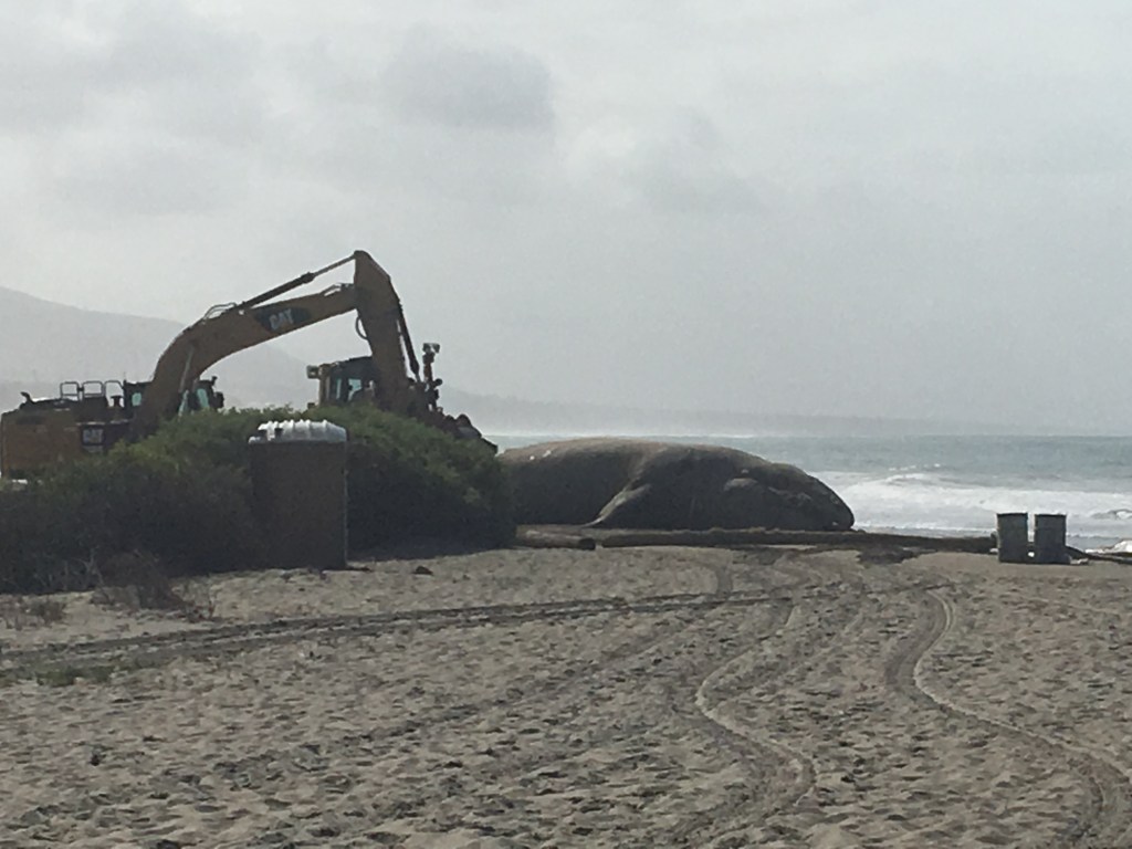 Dead juvenile gray whale at Lowers, Trestles in San Onofre State Beach during 2016 El Niño