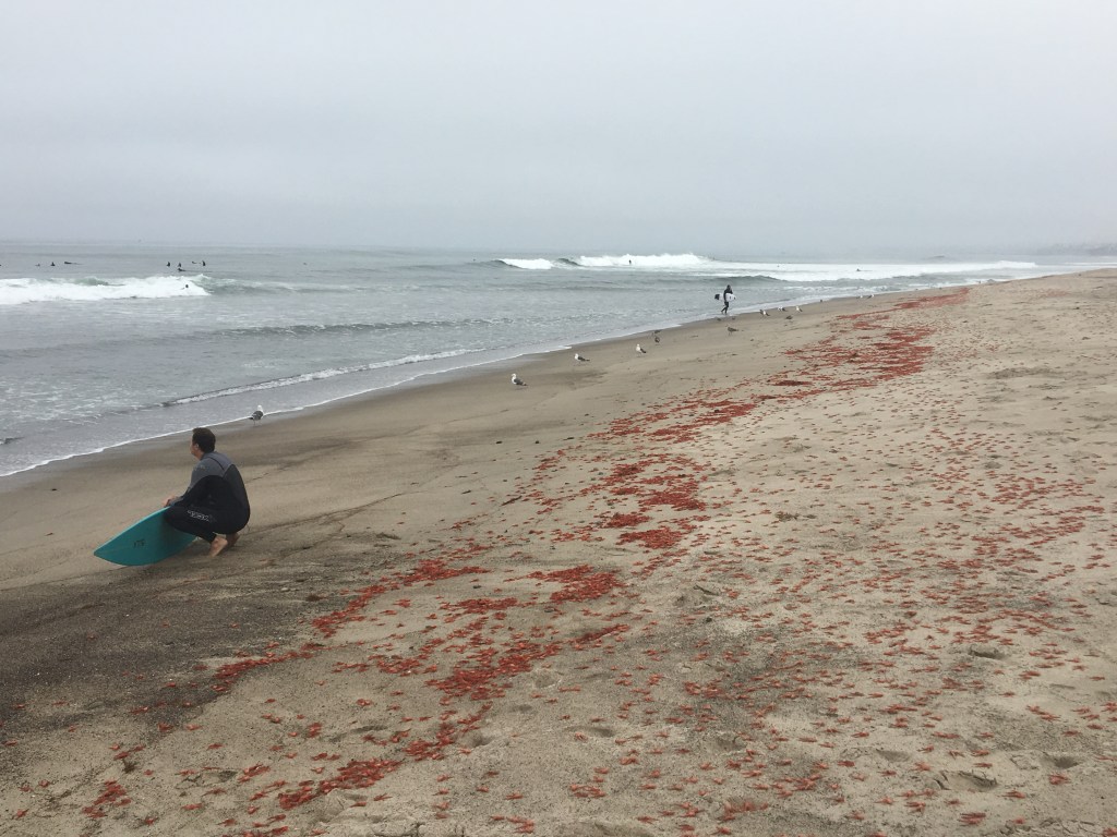 Pelagic red crab (Grimothea planipes) die-off during 2016 El Niño
