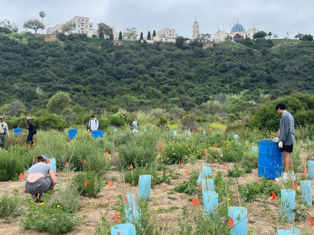SYN 1 students engage in habitat restoration efforts at Tecolote Canyon Natural Park
