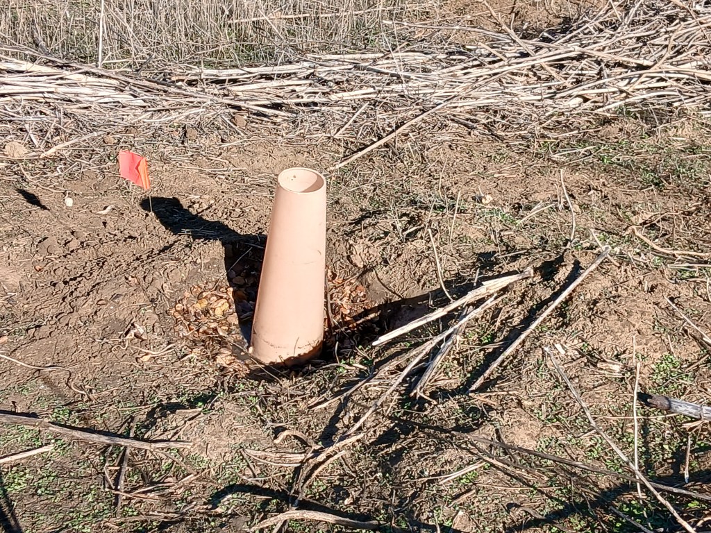 Plastic plant protector for Coast Live Oak at Rose Canyon