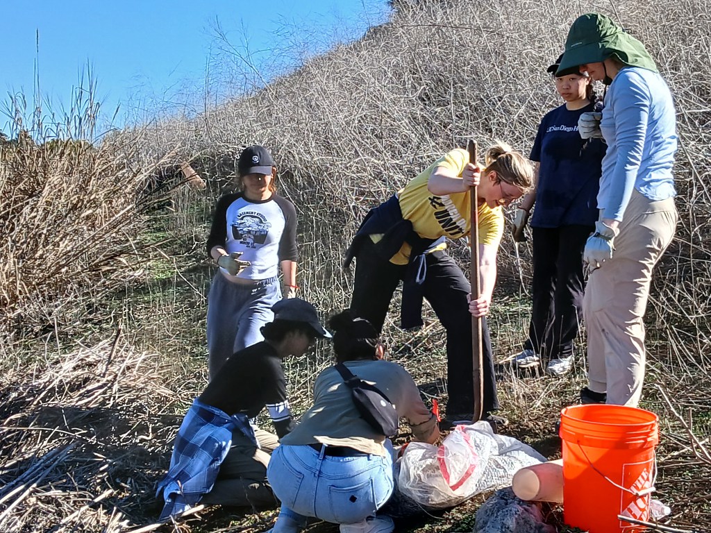 SYN 100 students engage in habitat restoration efforts at Rose Canyon