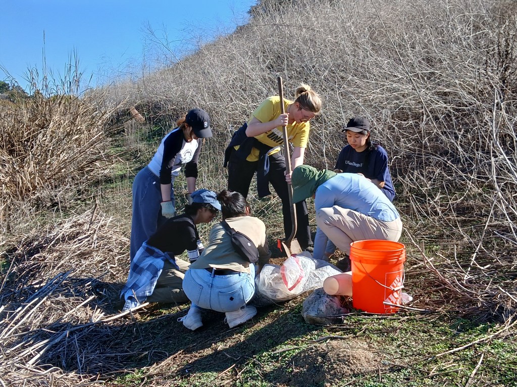 SYN 100 students engage in habitat restoration efforts at Rose Canyon
