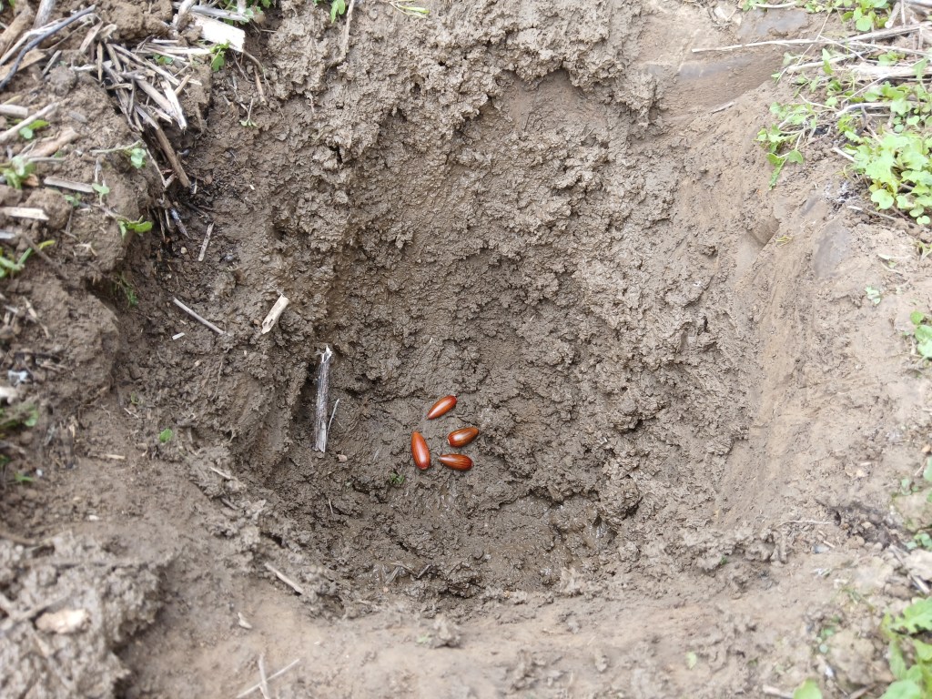 Hole and seeds to plant Coast Live Oak at Rose Canyon