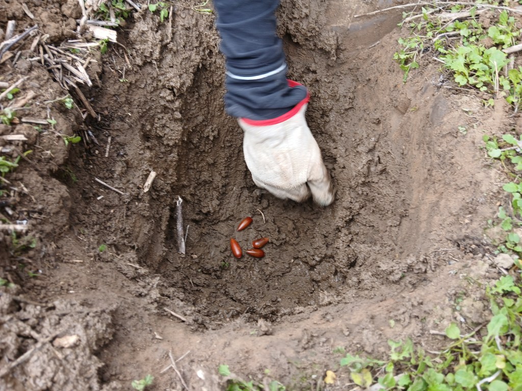 Hole and seeds to plant Coast Live Oak at Rose Canyon