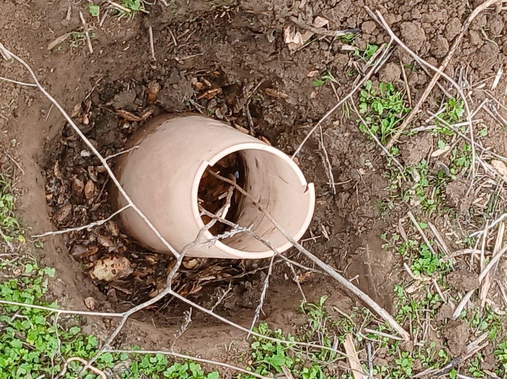 Plastic plant protector for Coast Live Oak at Rose Canyon