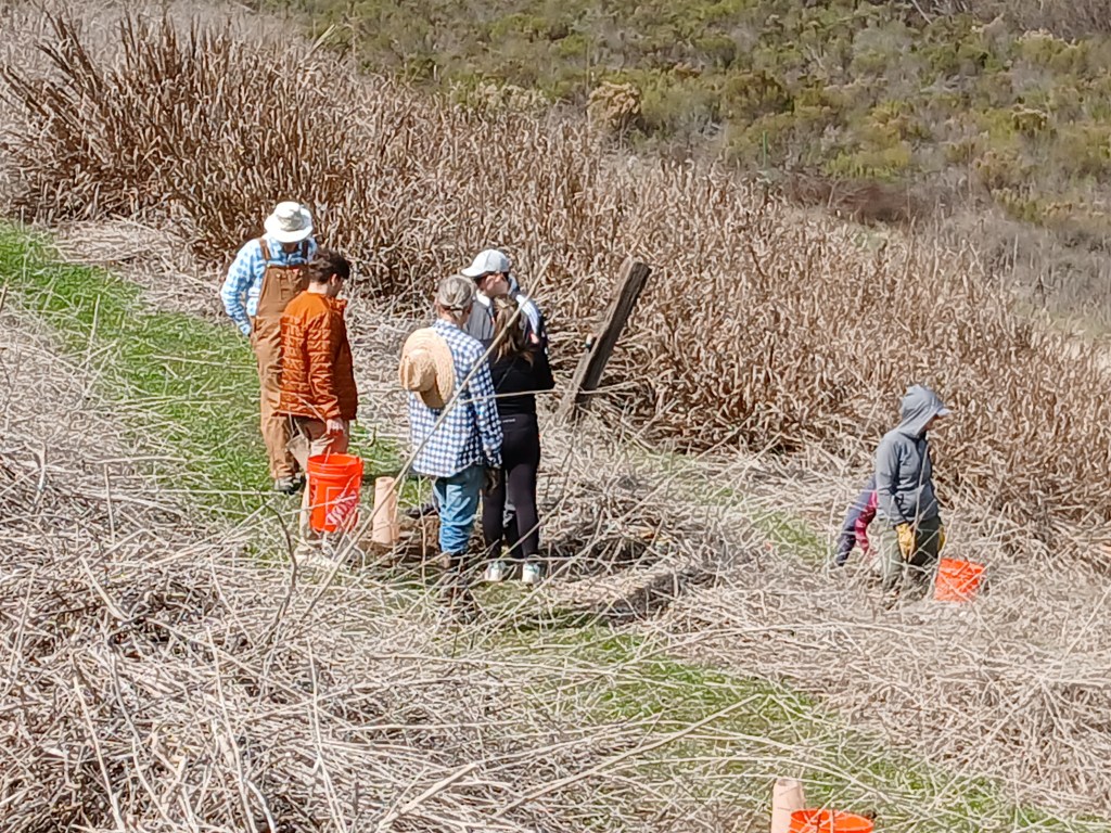 Habitat restoration efforts at Rose Canyon