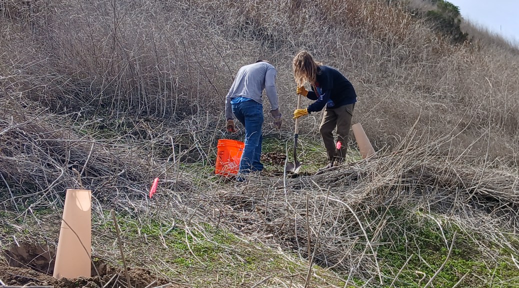 Habitat restoration efforts at Rose Canyon in San Diego, CA
