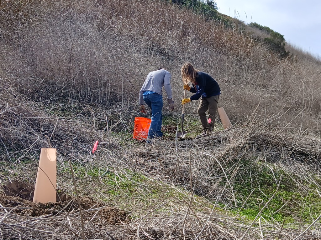 Habitat restoration efforts at Rose Canyon