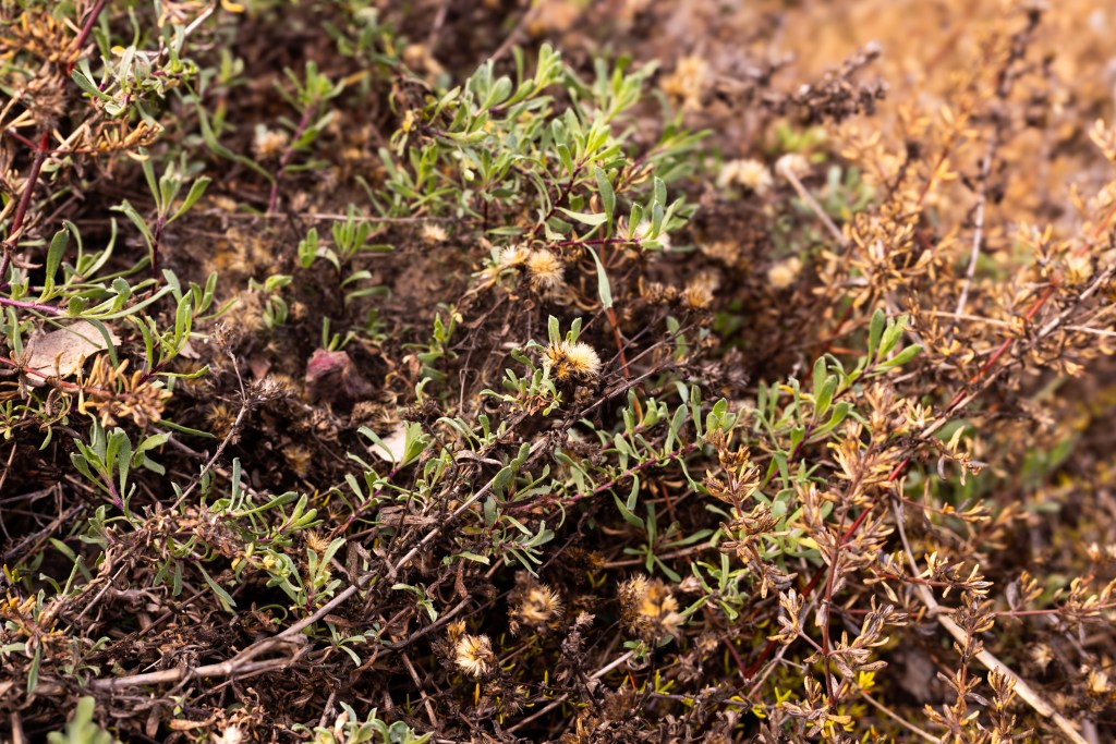 Soil for habitat restoration efforts at Rose Canyon