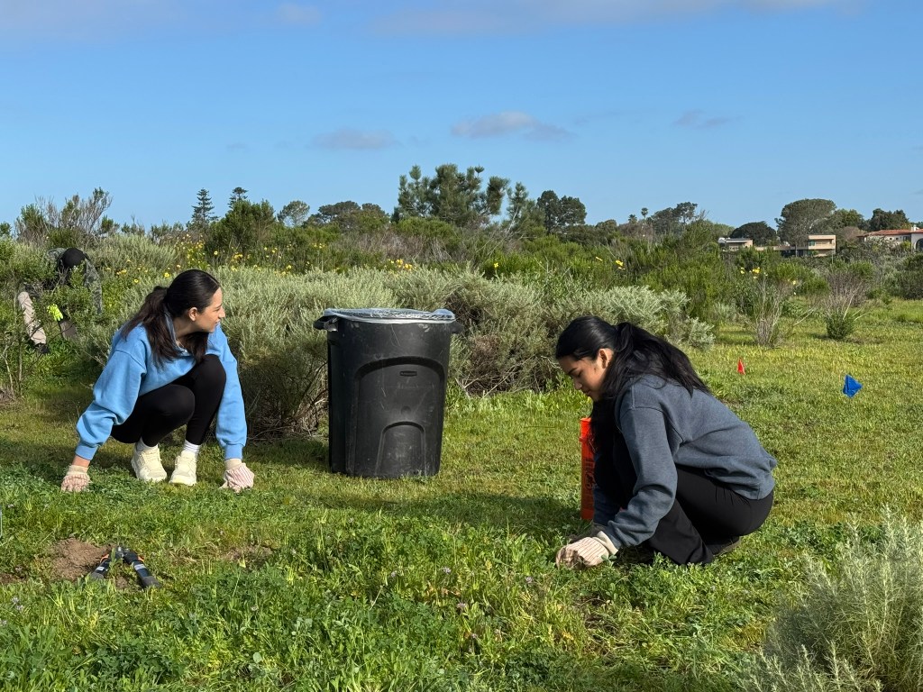 SYN 100 students engage in habitat restoration efforts at Scripps Coastal Reserve in UC San Diego