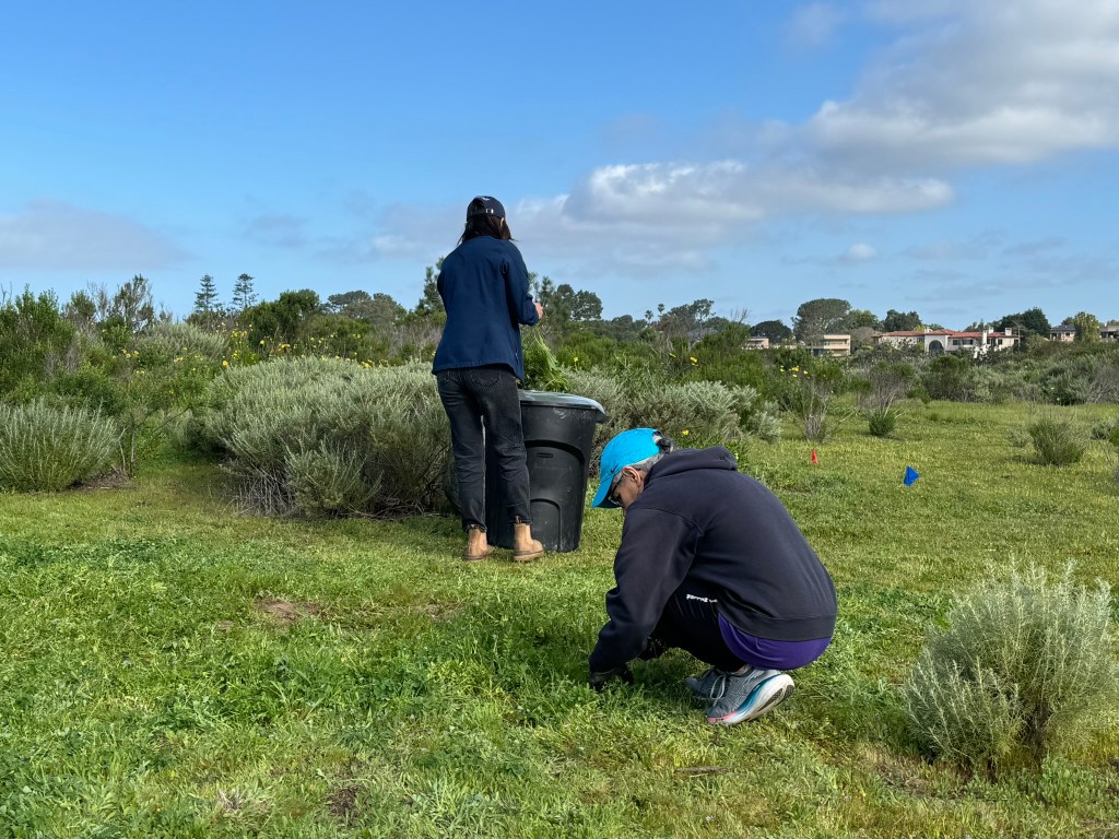 Public engagement with habitat restoration efforts at Scripps Coastal Reserve in UC San Diego