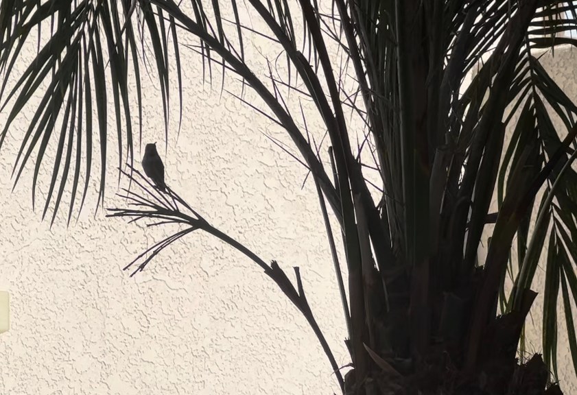 Shadow of a Rufous hummingbird in urban nature in San Diego County